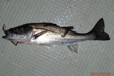 ヒラメ　　ヒラ　マル