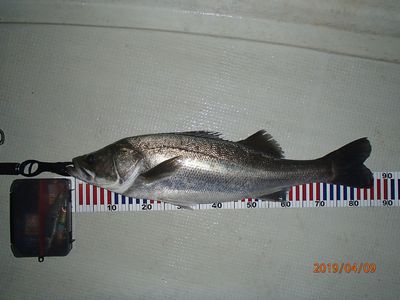 シーバス