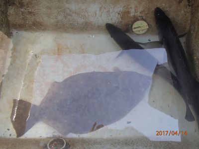 ヒラメ　ヒラスズキ