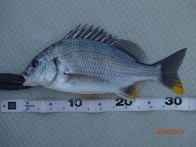 アカメ50up・ヒラ50cm・キビレ40up・コチ