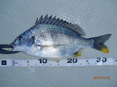 アカメ50up・ヒラ50cm・キビレ40up・コチ