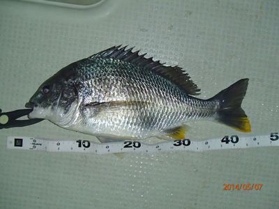 アカメ50up・ヒラ50cm・キビレ40up・コチ