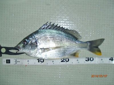 アカメ50up・ヒラ50cm・キビレ40up・コチ
