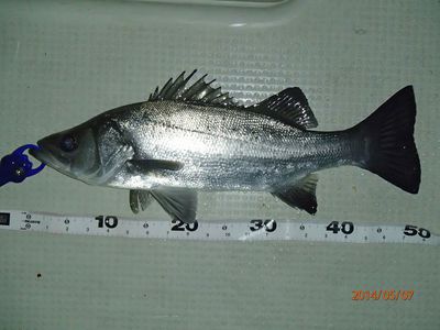アカメ50up・ヒラ50cm・キビレ40up・コチ