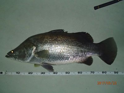アカメ