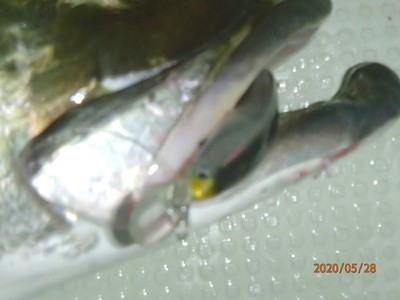 アカメ