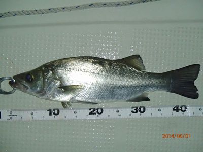 シーバス70cm ・ ヒラ60up
