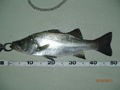 シーバス70cm ・ ヒラ60up