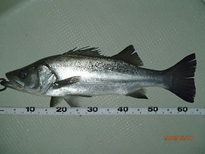 シーバス70cm ・ ヒラ60up