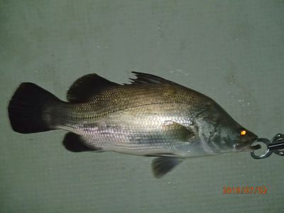 アカメ　ヒラスズキ
