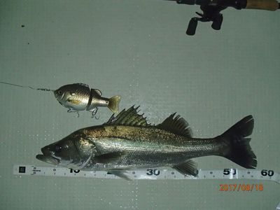 シーバス