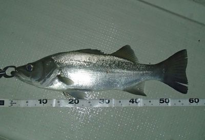 ヒラスズキ　～８０ｃｍ