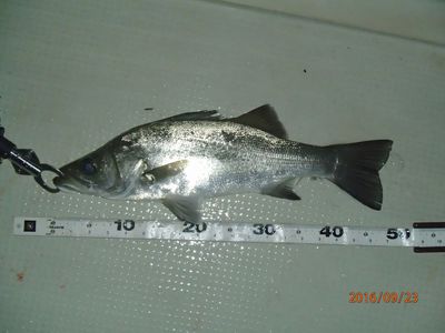ヒラスズキ　～８０ｃｍ