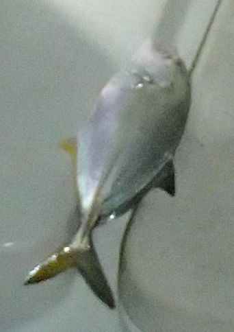 湾内釣行　シーバス　メッキ