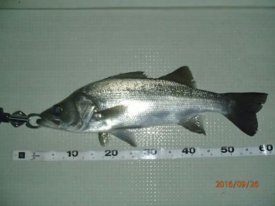 ヒラスズキ　～６０ｃｍ