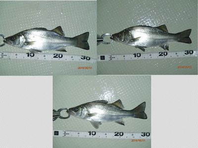 シーバス70cm ・ ヒラ60up