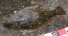 カレイ釣り、絶好調～！