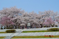 春は良い 2012/05/05 16:44:39
