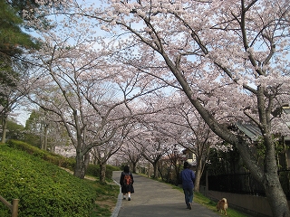 毎日、お花見！