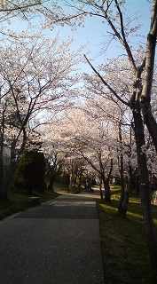 毎日、お花見！