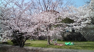 毎日、お花見！