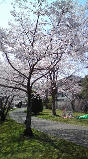 毎日、お花見！