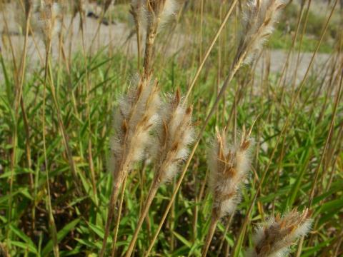 植物図鑑 チガヤ