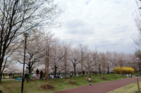 お花見＠水上公園 2011/04/12 14:39:03