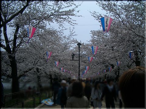 雪桜