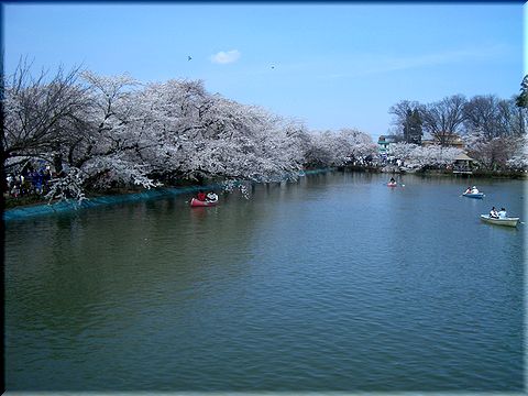 雪桜