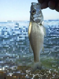 夕マズメコラボ釣行 2011/09/24 08:32:45