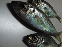 夕マズメ釣行 2011/10/23 16:37:50