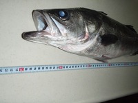 気分転換に 2011/12/30 20:54:53