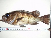 シオヤキコラボ釣行 2011/04/24 14:21:02
