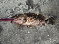 ？('◇')? 2012/01/29 09:34:46