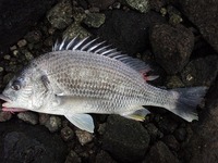 単独夕マズメ釣行 2012/02/19 08:00:00