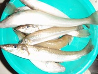 ミニボート釣行 2011/05/03 10:00:50