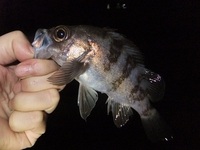夜　満潮から下げ　私有地釣行 2012/12/17 09:47:52