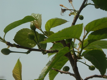 ベランダ2009春