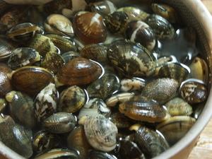 海水浴・・・・それと、生物調査（笑