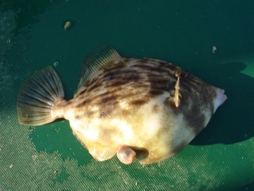 海づり公園です