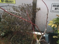 桃の花芽 2012/02/18 17:02:24