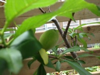 20120520もも 2012/05/20 19:29:55