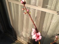 20120412もも 2012/04/12 17:11:17