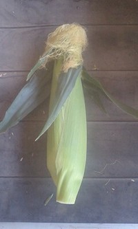 夏が来た 2009/05/11 12:35:40