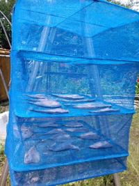また、カマ島遠征 2009/08/03 09:41:46