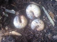 ごめんちゃい 2009/04/06 20:54:27