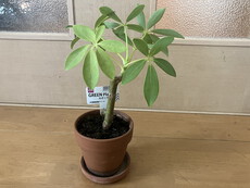 植え替え～。 2023/09/19 15:31:17