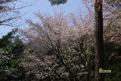 花吹雪