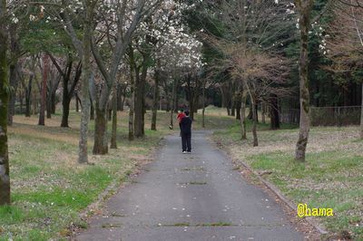 花吹雪